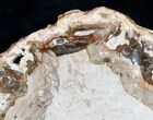 Beautiful Araucaria Petrified Wood Slice - #9592-1